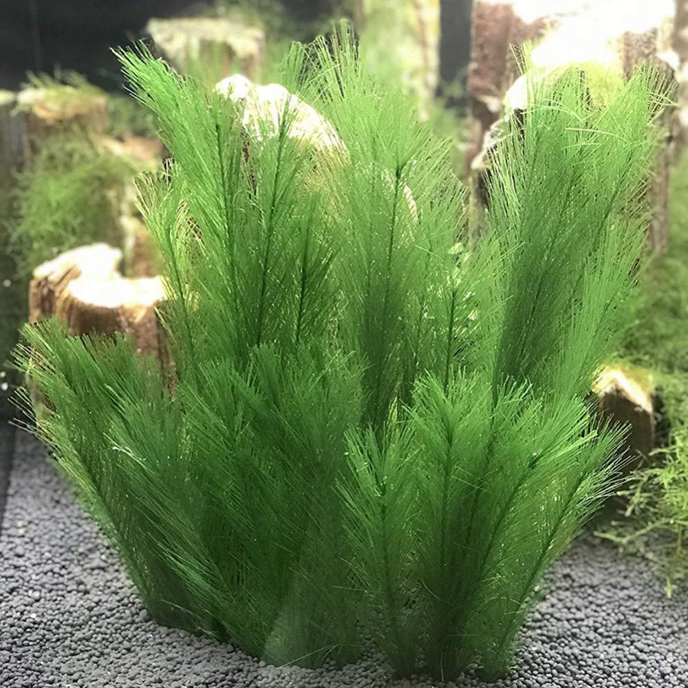 Aquarium Plants Live - 1/3 adet 28/40cm akvaryum balık tankı
