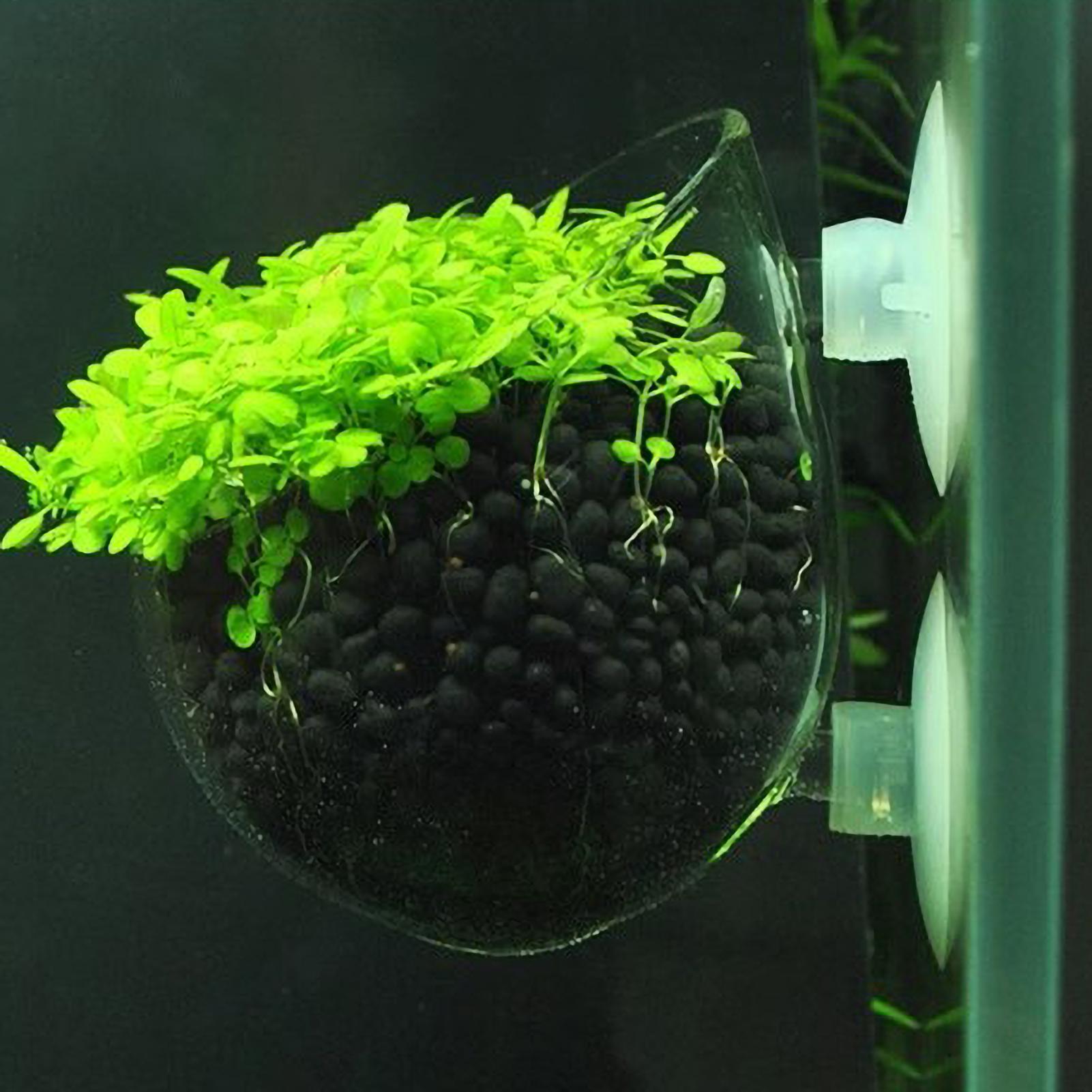 Aquarium Plants Live - Akvaryum Bitki Tutucu Cam Su Bitkisi