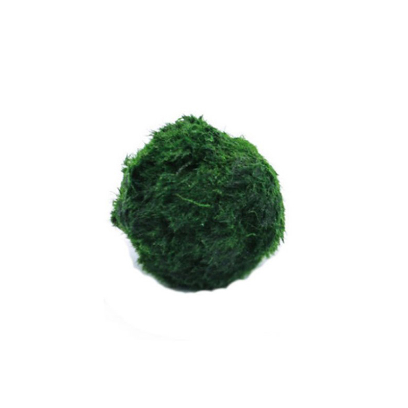Live Plant Aquarium - Marimo Yosun Topları Canlı Akvaryum Bitkisi