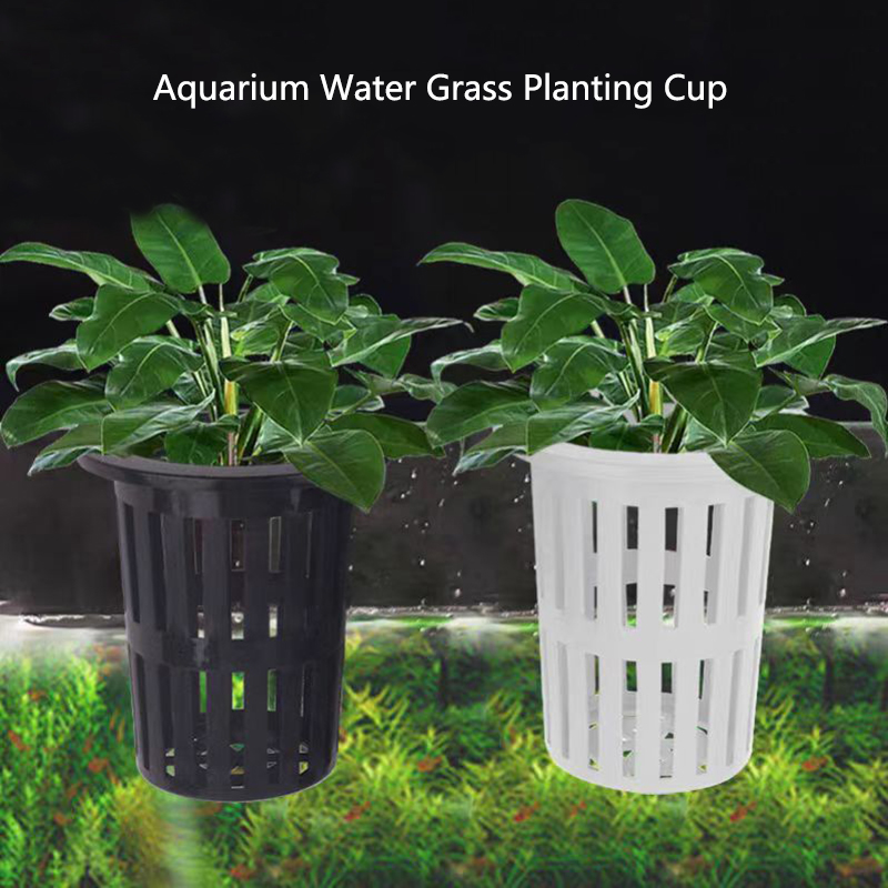 Aquarium Plants Live - 1/3 adet akvaryum bitki sepeti duvara