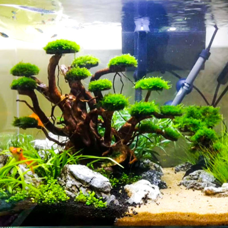 Aquarium Moss - Akvaryum Peyzaj Süslemeleri Yosun Ağacı İskeleti