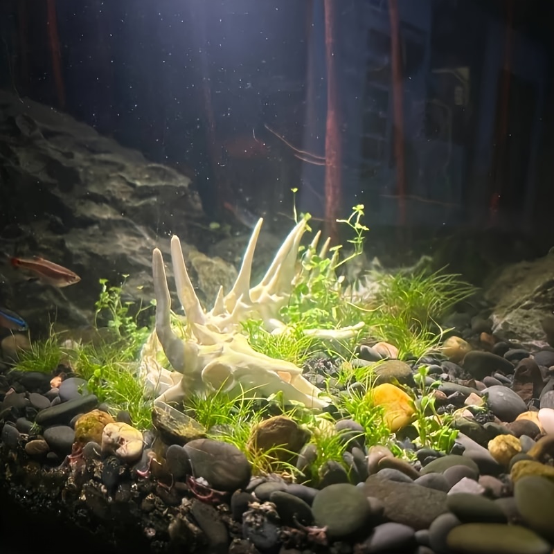 1 adet Ejderha Şeklinde Balık  - Aquarium Plants Live incelemesi ve fiyatı