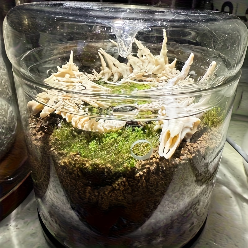 1 adet Ejderha Şeklinde Balık  - Aquarium Plants Live incelemesi ve fiyatı