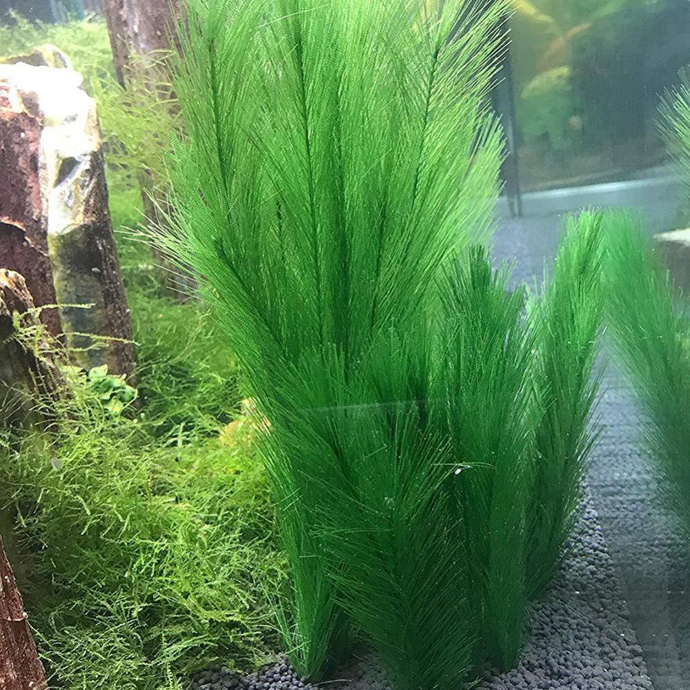 1/3 adet 28/40cm akvaryum balı - Aquarium Plants Live incelemesi ve fiyatı
