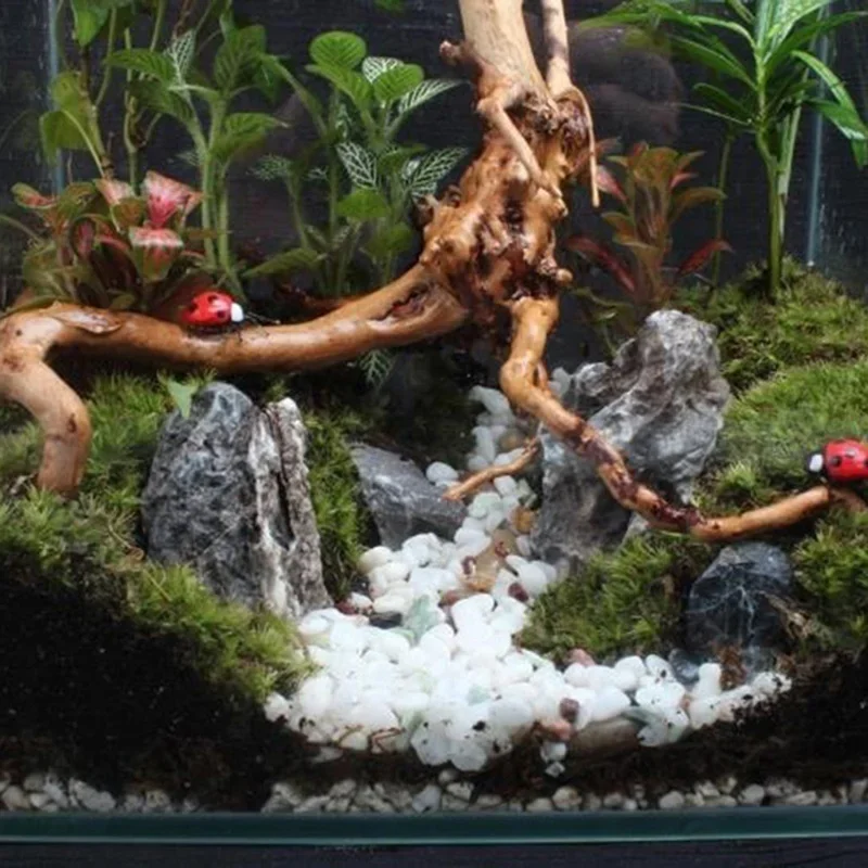 Doğal ağaç gövdesi Driftwood a - Aquarium Plants Live incelemesi ve fiyatı