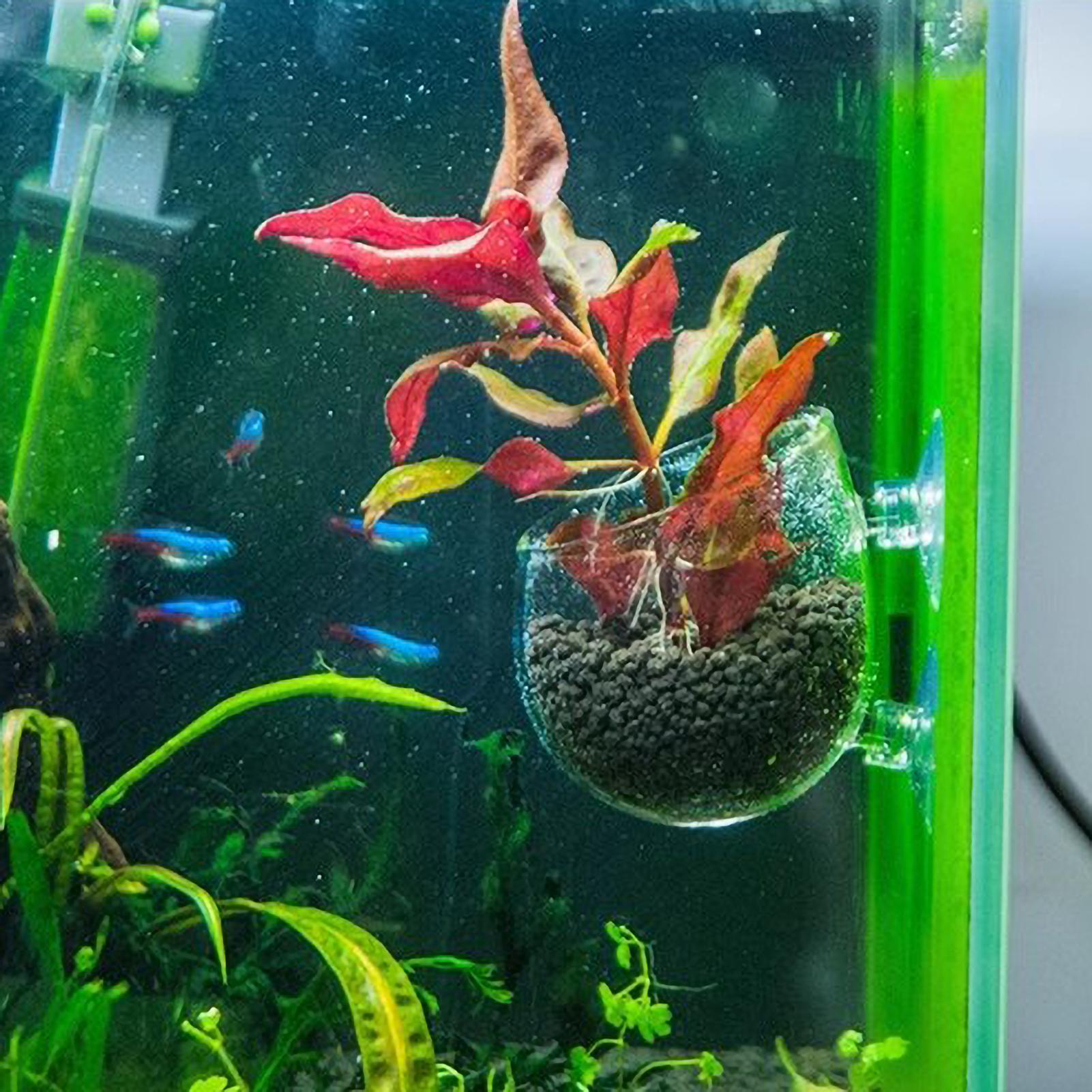 Akvaryum Bitki Tutucu Cam Su B - Aquarium Plants Live incelemesi ve fiyatı