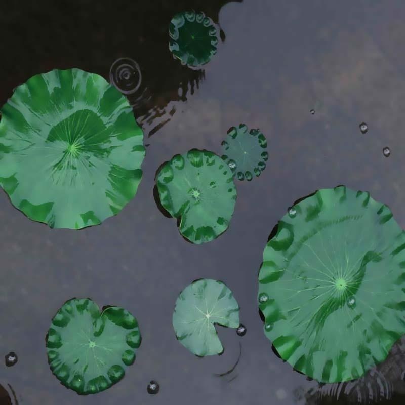 2026 Yapay Nilüfer Yaprakları  - Aquarium Moss incelemesi ve fiyatı