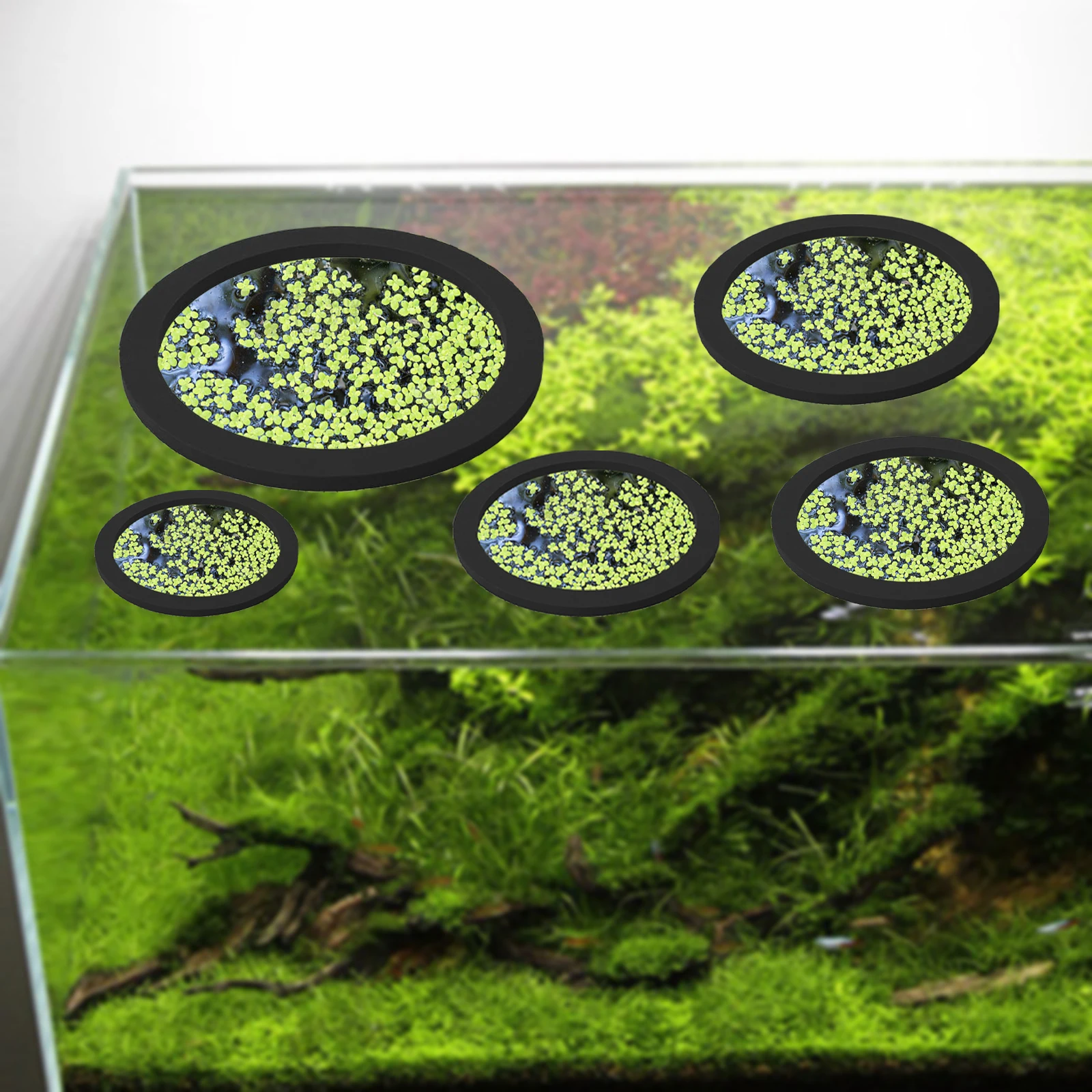 5 adet EVA balık besleme halka - Planted Tank incelemesi ve fiyatı