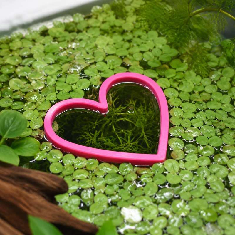 Kalp Şeklinde Yüzen Balık Besl - Aquarium Fertilizer incelemesi ve fiyatı