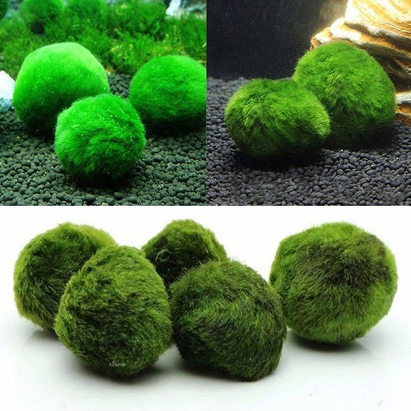 Marimo Yosun Topları Canlı Akv - Live Plant Aquarium incelemesi ve fiyatı