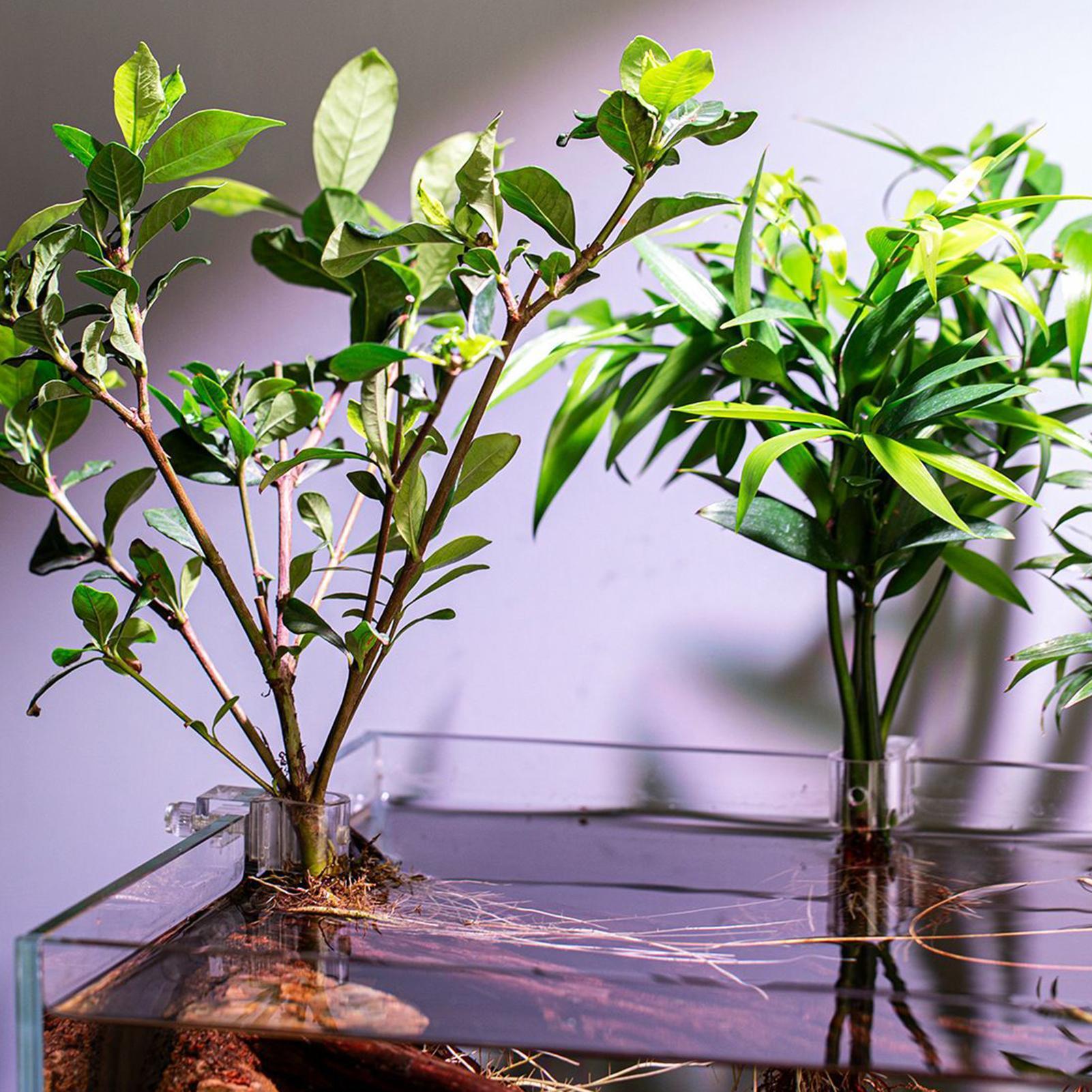 6 adet Akvaryum Bitki Tutucula - Aquarium Plants Live incelemesi ve fiyatı