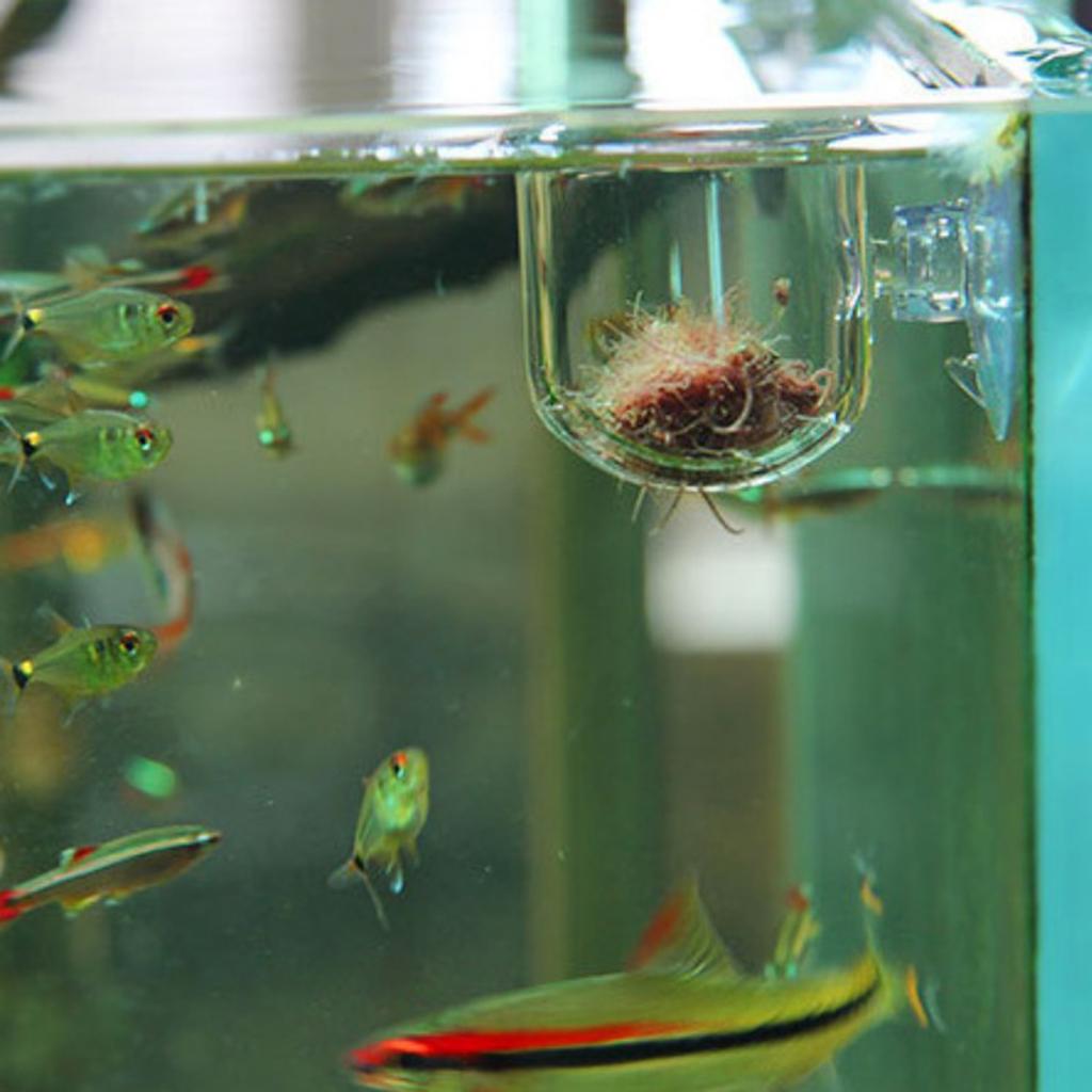 Canlı Solucanlar ve Bitkiler İ - Plant Aquarium Pot incelemesi ve fiyatı